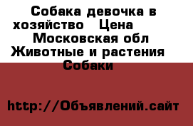 Собака девочка в хозяйство › Цена ­ 500 - Московская обл. Животные и растения » Собаки   